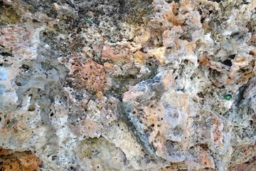 lichen on rock