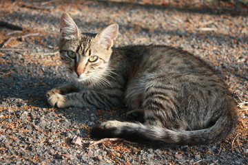 Grey tabby cat in the park