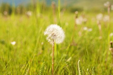 Dandelion against a bright green meadow on a Sunny spring day