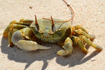 Crab in the sand close-up