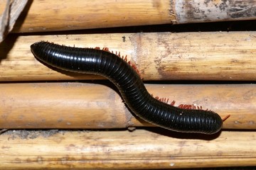 Exotic tropical worm