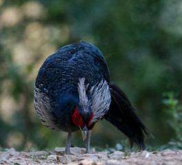 Khaeej Pheasant Male at Sattal