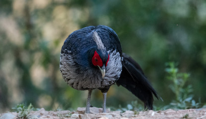 Khaeej Pheasant Male at Sattal
