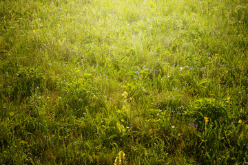 Young grass in a meadow on a Sunny spring day. Botanical background. Blank for design