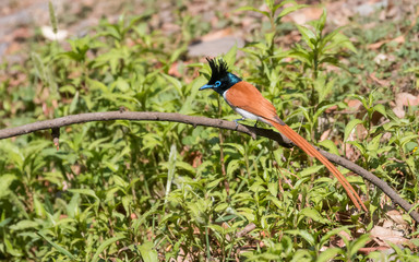 Asian Paradise Flycatcher Female sitting on tree branch