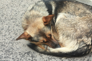 Homeless dog sleeping on the wet ground