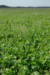 Fototapeta na wymiar Field with green maure plants. Agriculture