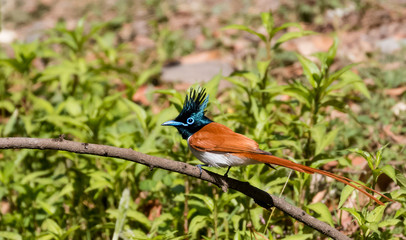 Asian Paradise Flycatcher Female sitting on tree branch
