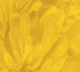 Obraz premium Yellow leaves texture desing square layout for wallpaper nature environment concept background