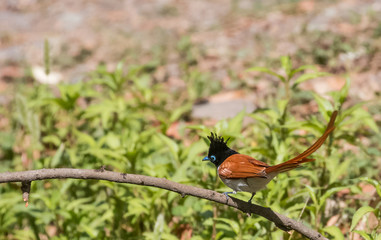 Asian Paradise Flycatcher Female sitting on tree branch