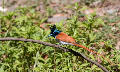 Asian Paradise Flycatcher Female sitting on tree branch