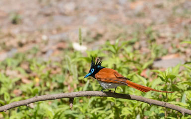 Asian Paradise Flycatcher Female sitting on tree branch