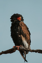 Bateleur Eagle in tree, Kruger National Park, South Africa. Bird of prey