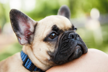 Cute puppy french bulldog in summer park.