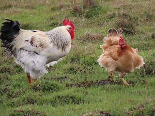 chickens on farm