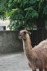 Fototapeta premium Lama