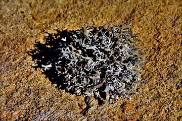 an isolated lichen