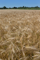 Fototapeta na wymiar Field of corn. Wheat. Summer. Agriculture