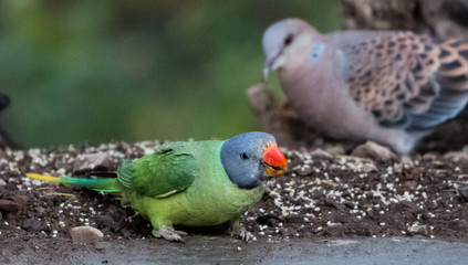 Grey Headed Parakeet at Sattal