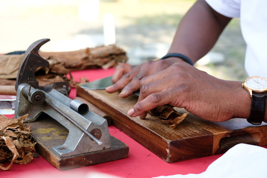 Herstellung Zigarre mit Tabakpflanze