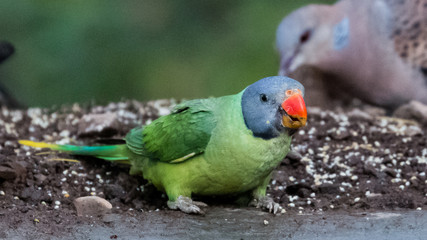 Grey Headed Parakeet at Sattal