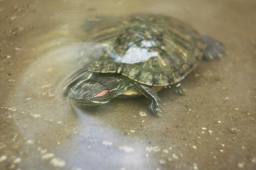 Red-eared Slider turtle in pond