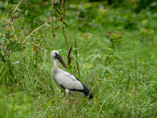 stork in wet field