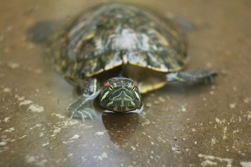 Red-eared Slider turtle in pond