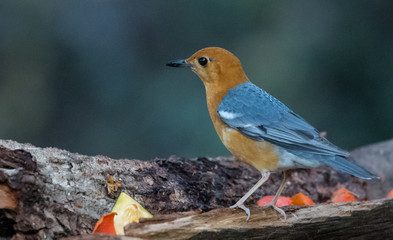 Orange Headed Thrush Portrait shoot at Sattal