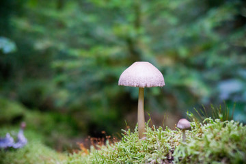 Pilz auf einem moosigen Waldboden