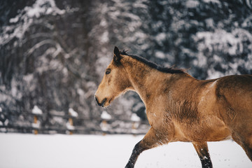 horses in snow 3