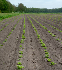 Fototapeta na wymiar Growing potatoes. Agriculture