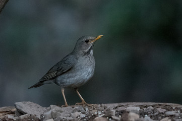 Tickells Thrush Female at Sattal