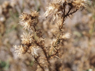 thistle on a background of blue sky