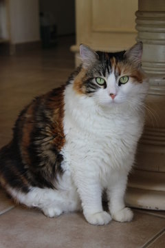 Chat isabelle