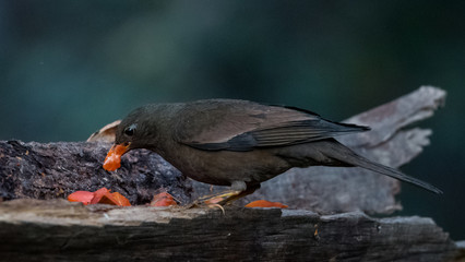 Grey Winged Black Bird female
