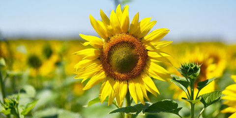 bright yellow flowers of ripe sunflower
