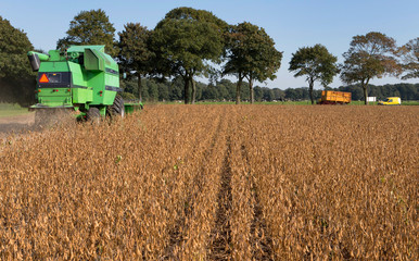 Soja harvest. Farming. Agriculture. Combine harvesting