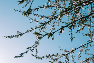 Obraz premium Blossoming apple tree branch on blue sky
