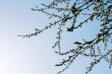 Blossoming apple tree branch on blue sky