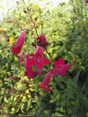 Penstemon &lsquo;Garnet&rsquo; (or 'Andenken an Friederich Hahn&rsquo; ) perennial with spikes of tubular deep wine red flowers
