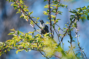 Batbird