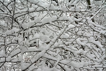 Tree branches covered with snow