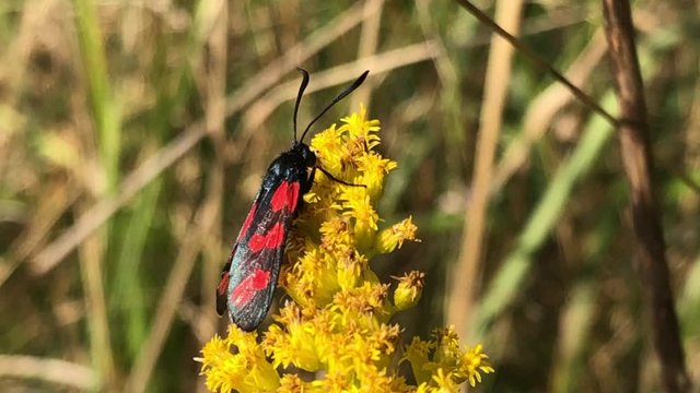 Six-spot Burnet Moth eats nectar on beautiful Yellow flowers Solidago virgaurea