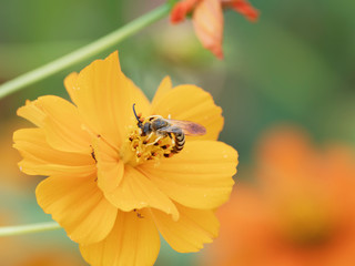 Halictus scabiosae - The great banded furrow-bee or honey bee-sized halictus male, with a long abdomen with yellow band and long curved black antennae