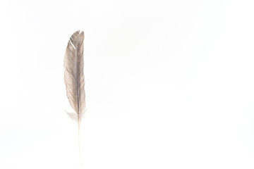 The image of a gray-black feather on a white area of free space