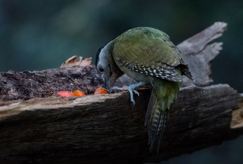 Grey Headed Woodpecker Female Portrait shoot at Sattal