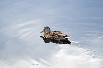 Female mallard duck (Anas platyrhynchus)