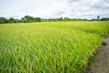 Fototapeta premium Raw grain rice flied agriculture plant in the nature.