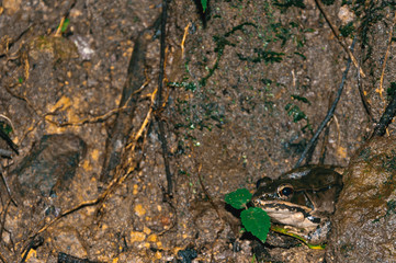 Leopard frog in stream (Lithobates, Ranide)